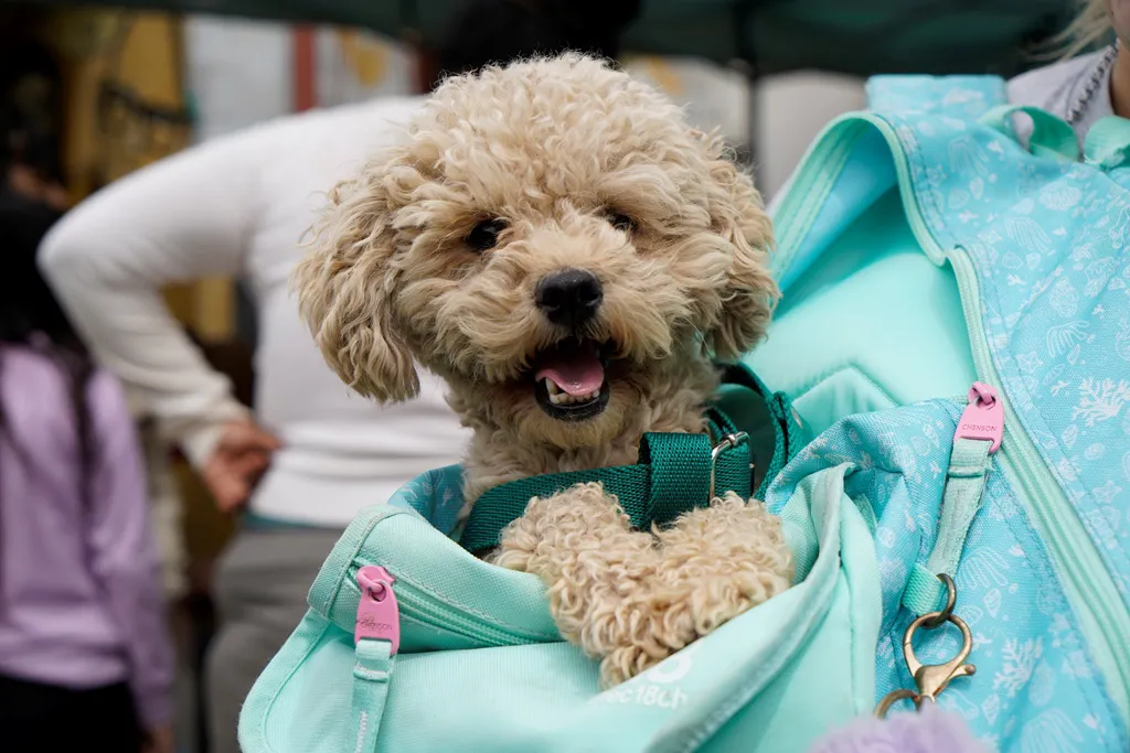 CASTRACION-BARRIO-EVA-PERON-4